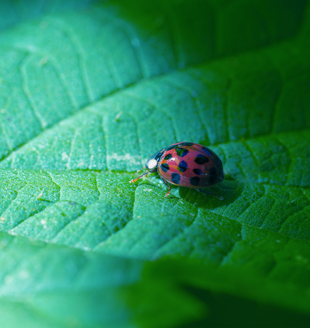 Ladybug-On-Leaf